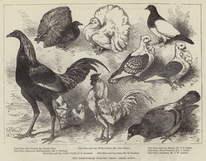 Le salon de la volaille de Birmingham, oiseaux primés